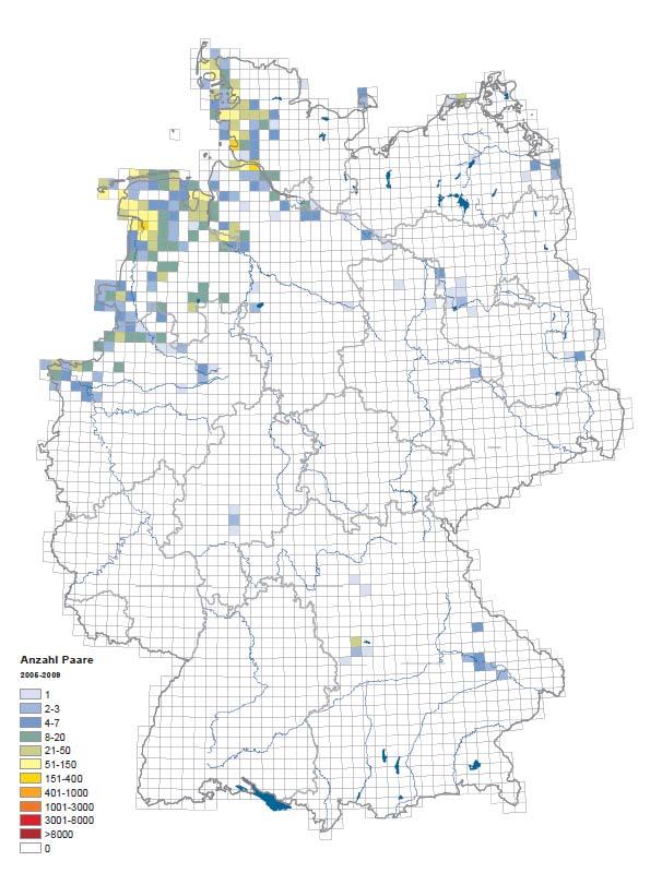 Uferschnepfe Verbreitung in Deutschland Neuer Atlas der