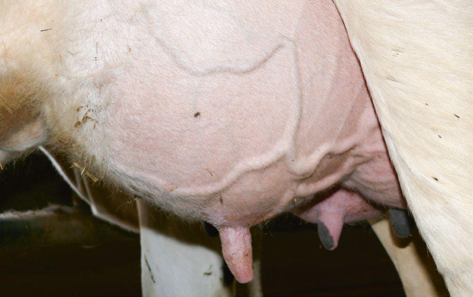 Einfluss des Geschlechts eines Embryos bzw. Kalbes auf die Milchleistung der Mutter Influence of sex of embryo or calf, respectively on milk yield of mother Dr.