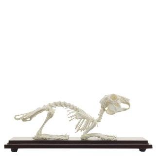 Veterinär Anatomiemodelle 5 ANATOMIE Echt - Skelette 4 Rattenskelett Artikel-Nummer: H191648 GTIN: 4260306778133 H20 x B4 x T6 cm 6