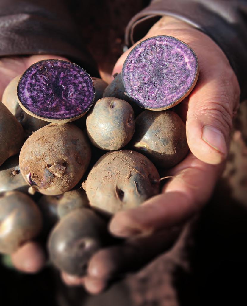 FAIR UND BUNT: KARTOFFELN AUS DEM PERUANISCHEN HOCHLAND. Das Hochland von Peru gilt als die Wiege der Kartoffel, mit einer schier unglaublichen Sortenvielfalt.