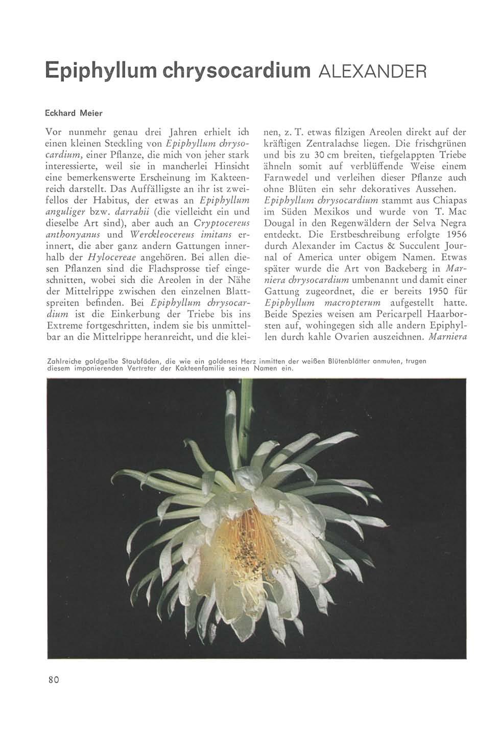 Epiphyllum chrysocardium ALEXANDER Eckhard Meier Vor nunmehr genau drei Jahren erhielt ich einen kleinen Steckling von Epiphyllum chrysocardium, einer Pflanze, die mich von jeher stark interessierte,