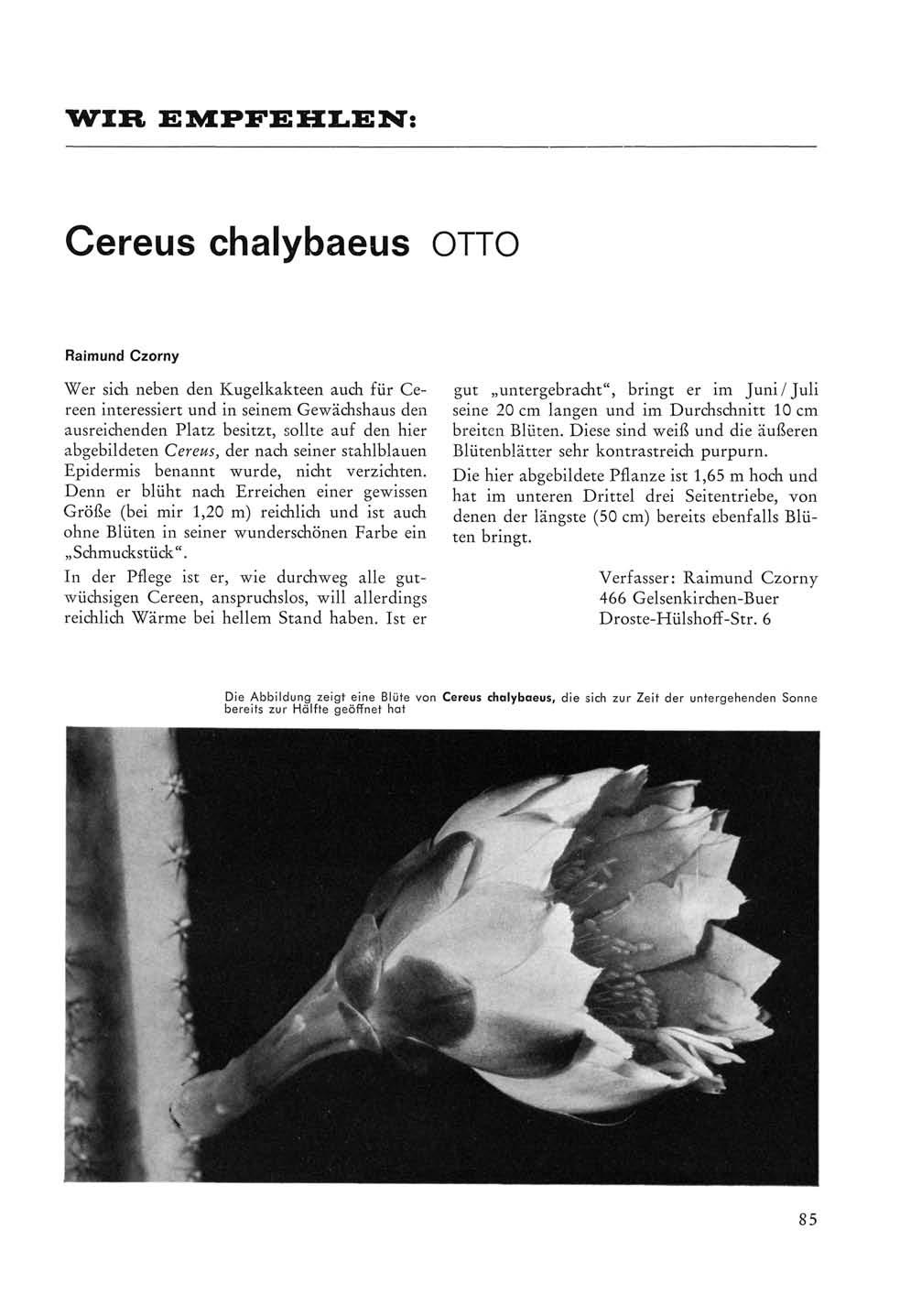 WIR EMPFEHLEN: Cereus chalybaeus OTTO Raimund Czorny Wer sich neben den Kugelkakteen auch für Cereen interessiert und in seinem Gewächshaus den ausreichenden Platz besitzt, sollte auf den hier