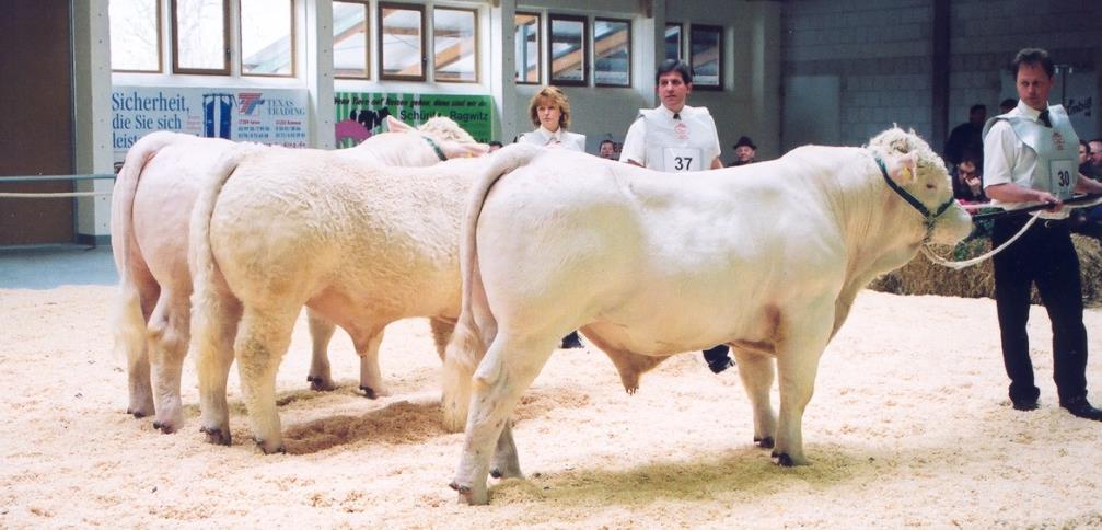 Vermarktung von Uckermärkern März 1994: Auf der RBB-Zuchtbullenauktion für Fleischrinder in Potsdam erzielten die 3 Uckermärkerbullen mit 4.133 DM den höchsten Durchschnittspreis.