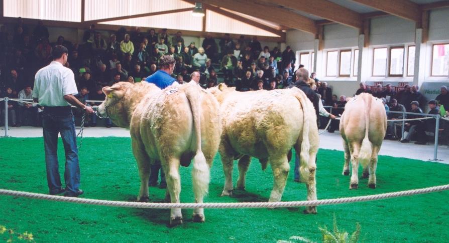Frühjahr 1996: Öffentliche Sammelkörung und Verkauf von Uckermärker-Jungbullen in der Agrargesellschaft Trebbus mbh und in der DELTA Passow GmbH 05.04.
