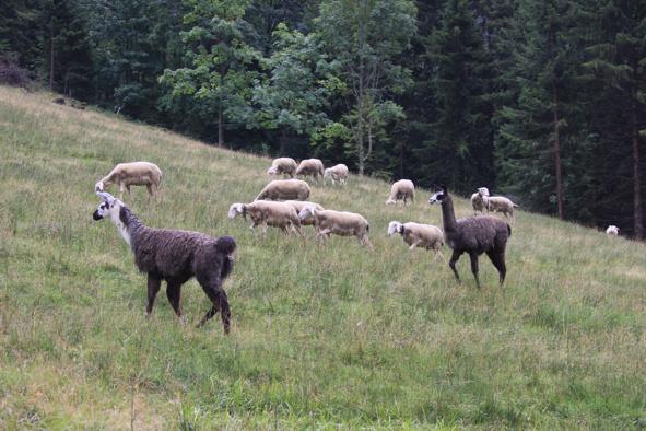 Als sie merkten, dass wir keine Gefahr darstellten, grasten sie ruhig inmitten der Schafe weiter. Lamas sind sehr neugierig und da sie keine Fluchttiere sind, greifen sie bei Gefahr an.