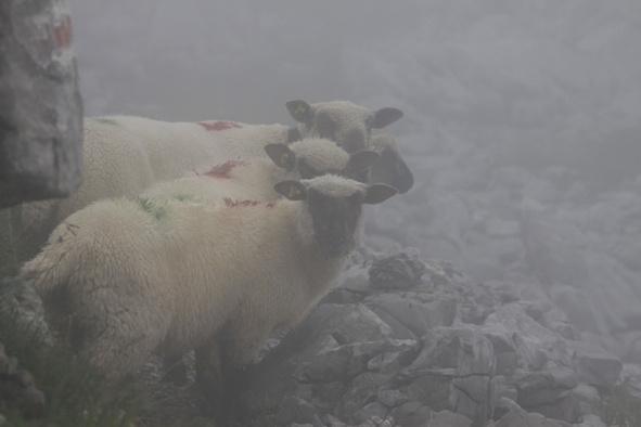 Leider verzog sich der dichte Nebel nicht mehr und so bekamen wir durch den Nebel nur vereinzelte kleine Gruppen von Schafen zu sehen.