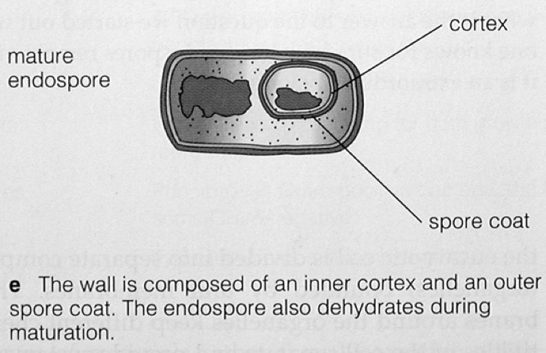 Endosporen Endosporen entstehen innerhalb der Bakterienzelle. Von außen wird eine schützende Hülle gebildet.