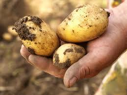 Wertschöpfungskette Beispiel Saatkartoffeln Der Bauer setzt Saatkartoffeln