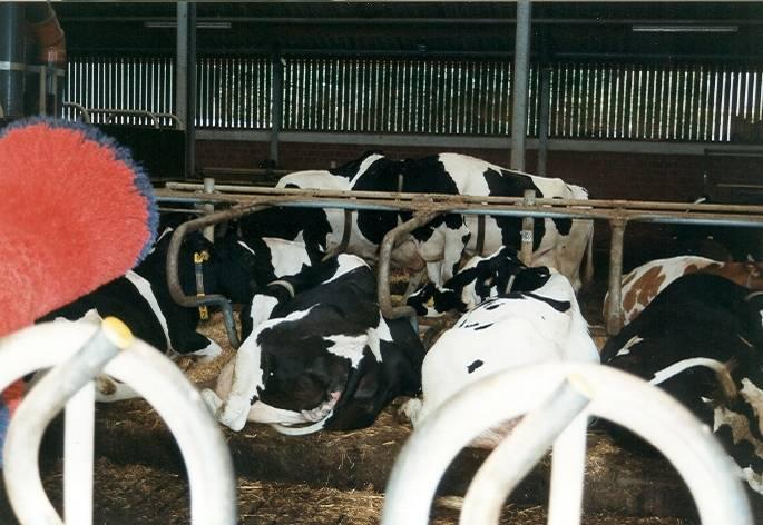Ablegen Kühe sind in sieben Jahren 11 cm größer und 115 kg schwerer geworden Platzbedarf höher Putzen wird