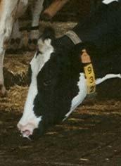 Rinderhaltung und Milchproduktion Forderungen des es 6.
