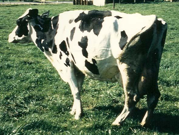 Rinderhaltung und Milchproduktion Forderungen des es