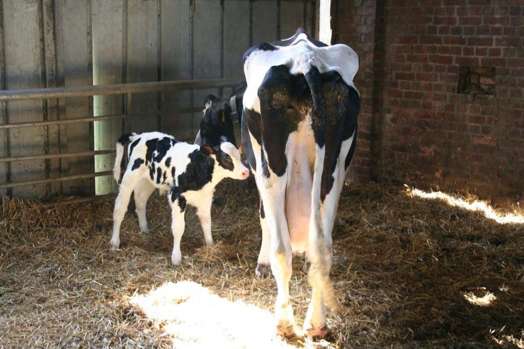 Rinderhaltung und Milchproduktion Forderungen des es Zucht Zucht auf Hochleistung zu Lasten