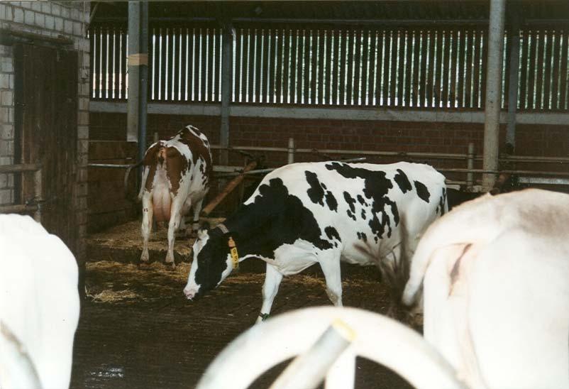 Rinderhaltung und Milchproduktion Forderungen des es 1. Fortbewegungsverhalten Boxenlaufstall - nur ca.