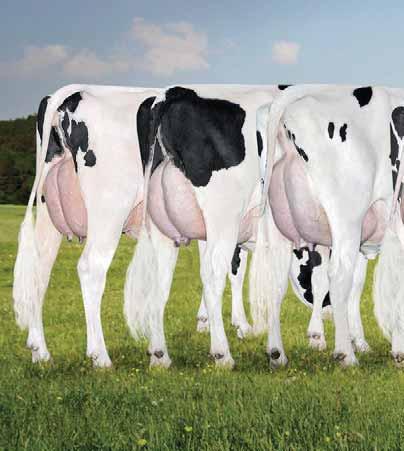 SEMEX MACHT DEN UNTERSCHIED Sehr geehrte Milchviehhalter, Sie produzieren das wohl hochwertigste und am sichersten geprüfte Lebensmittel überhaupt, dies sollte allen Verbrauchern per se ein Premium