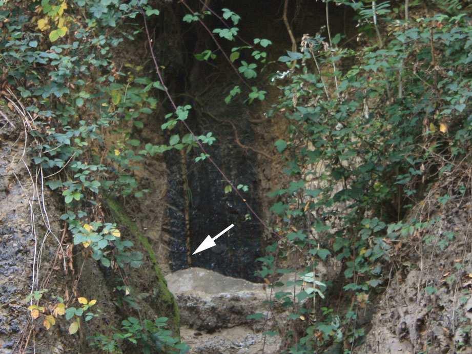 Über dem Dickebank-Sandstein folgt ein 1,65 m mächtiger Wurzelboden mit dem zugehörigen Flöz Angelika (RICHTER 1996).