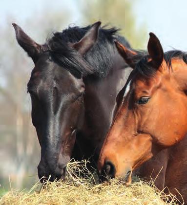 GELENK PRO Der Gelenkschutz für gesunde Gelenke Ihres Pferdes Zum Erhalt und zur Unterstützung gesunder Gelenke, Knorpel und Sehnen sowie des Bindegewebes.