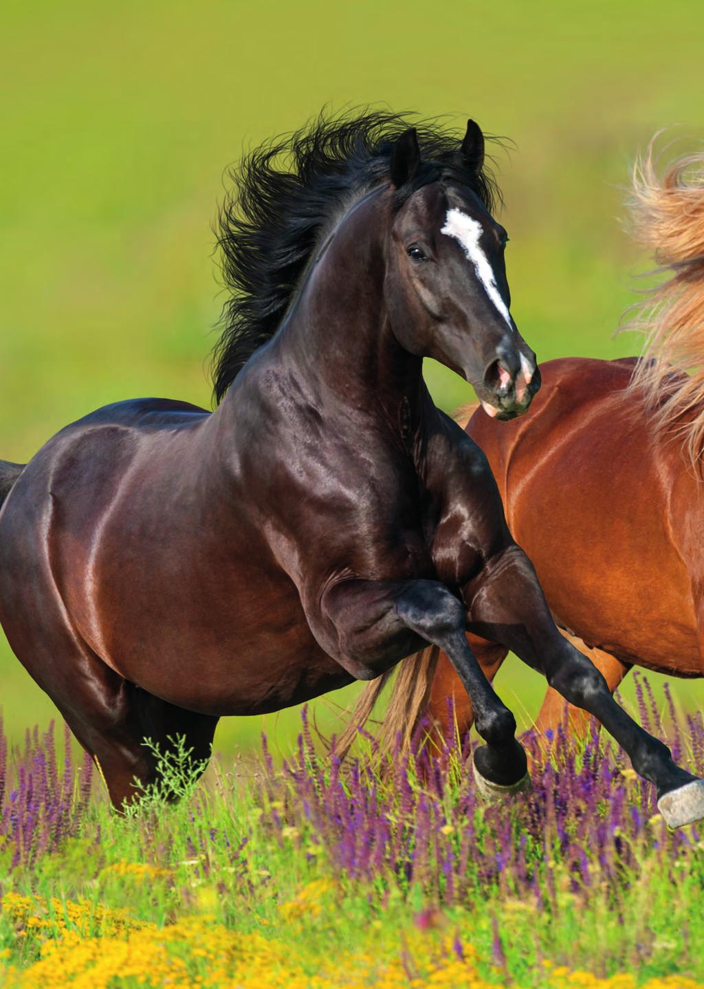 In unserem Sortiment ist für jedes Pferd das Passende dabei für junge und alte Pferde, Sportpferde, Zuchtstuten, Freizeitpferde und Arbeitspferde jeder Rasse.