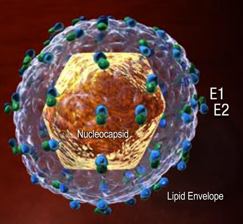 Hepatitis C Virus (HCV) 40-70 nm in diameter Envelope proteins E1, E2 Lipid envelope derived from host cell Nucleocapsid