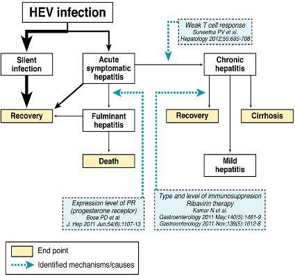 Hepatitis E Klinische Manifestation Akute Hepatitis (meist selbstlimitierend) Cholestatische Verlaufsformen möglich 1 Akutes Leberversagen möglich 3 Chron. Hepatitis bei Immunsuppression V.a.