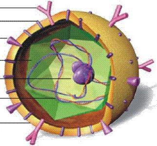 Struktur des Hepatitis B Virus Large surface Antigen