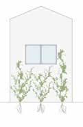 Bodengebundene Begrünung Flächenförmiger Direktbewuchs der Fassade Leitbarer Bewuchs mit Gerüstkletterpflanzen (entspr.