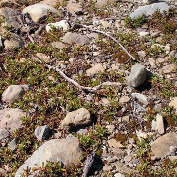 Gletschervorstoss ins Mittelland vor etwa 20 000 Jahren bis heute nachzuzeichnen.