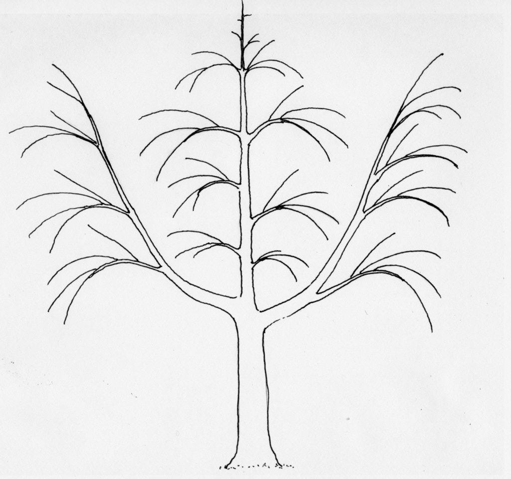 VI. Streuobstobstbaum im Ertragsstadium, nur 2 Leitäste gezeichnet 1.