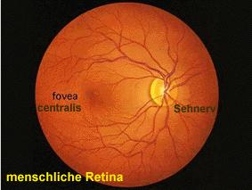 In Abb. 85 ist die menschliche Netzhaut abgebildet, wie sie mit einem Ophthalmoskop durch die Pupille aussieht.
