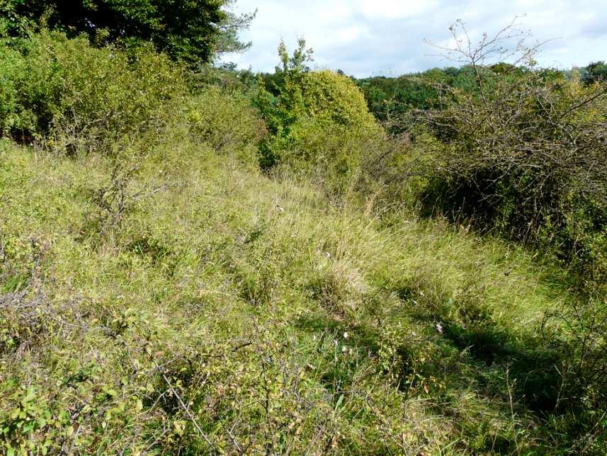 Energien, Jagd, Gesteinsabbau, Baugebiete ) mangelnde Biotopvernetzung, fehlende Kohärenz der FFH-Gebiete