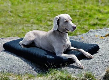 64 83cm Rückenlänge 28 cm Hundematratze x3030 Die Hundematratze mit dem Welltex -Aussenmaterial wirkt druckentlastend und kann bei Muskel- oder Rückenproblemen hilfreich sein.