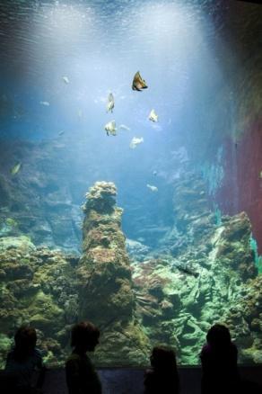 A staircase leads to the aquaria of the exotic underwater world of a fringing reef.
