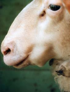 16 MAGEN-DARM-STRONGYLIDEN BEI SCHAFEN/ZIEGEN Schafe und Ziegen sind für die gleichen Arten von Magen-Darm-Strongyliden (MDS) anfällig.