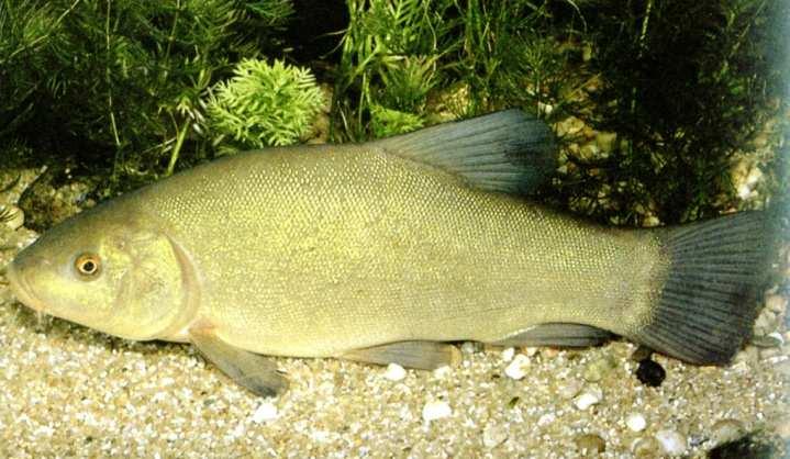 Fische insgesamt Nachweis von 2 Arten Hecht (Esox lucius) Hecht Kategorie 3: gefährdete Art (RL D/Brandenburg) bevorzugt kraut- und strukturreiche Uferzonen in klaren