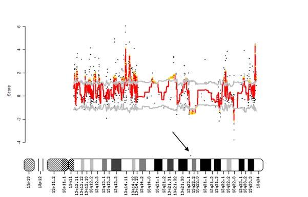 X13 X12 X3 X14 X6 X16 X2 X5 X1 X4 X15 X9 X11 X8 X7 X10 sowie bekannte rekurrent mutierte Gene Abbildung 9: Darstellung der in der AML an einer Kohorte von 16 Patienten mit isolierter Trisomie 13.