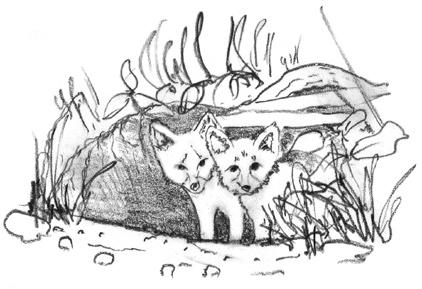 Familie Fuchs DVD-Kapitel 4 Wenn man in kalten Januar- oder Februarnächten ein Heulen und Bellen im Wald hört, sind das oft Füchse auf Partnersuche. Dabei umgarnen meist mehrere Männchen ein Weibchen.