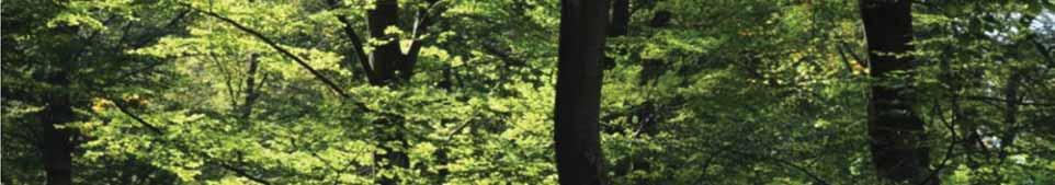 Naturnahe Waldwirtschaft und