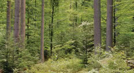 3. Integrative, naturnahe Forstwirtschaft: Elemente Erfolgsmodell naturnahe Forstwirtschaft Standortsgemäße Mischwälder Waldumbau vor dem Hintergrund des Klimawandels =>