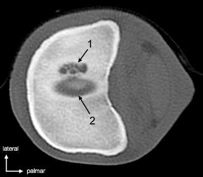 Der Knorpel konnte im Rahmen der In weiteren Untersuchungen zum Vergleich von CT und MRI konnte der Fesselgelenksknorpel magnetresonanztomographisch nicht ausreichend dargestellt werden (Vyhmeister