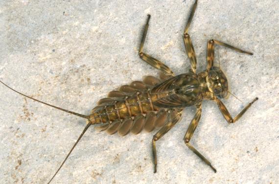 Artsteckbriefe - Leitarten der Wasserinsekten: Eintagsfliegen Heptageniidae