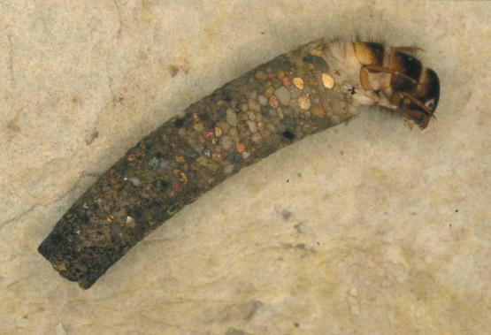 Brustsegment, unter Steinen/Laub, Zerkleinerer Philopotamus ludificatus Köcherlos, baut