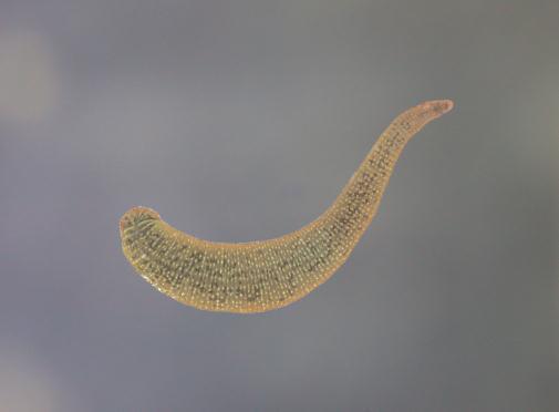 Egel Röhrenwürmer Rollegel Dendrocoelum lacteum