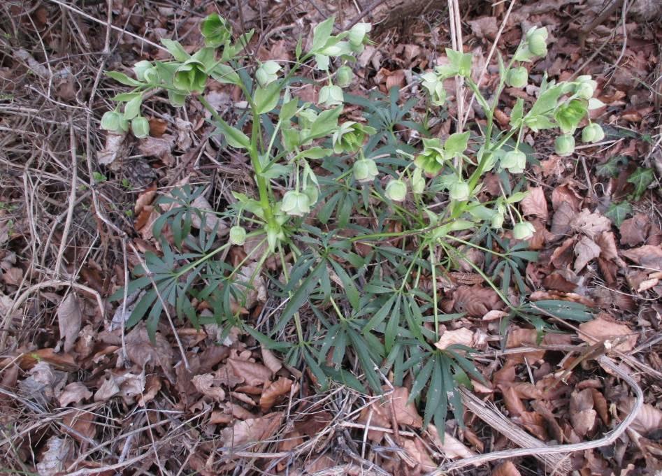 Stinkende Nieswurz (Helleboerus foetidus) eine der ersten Pflanzen, die
