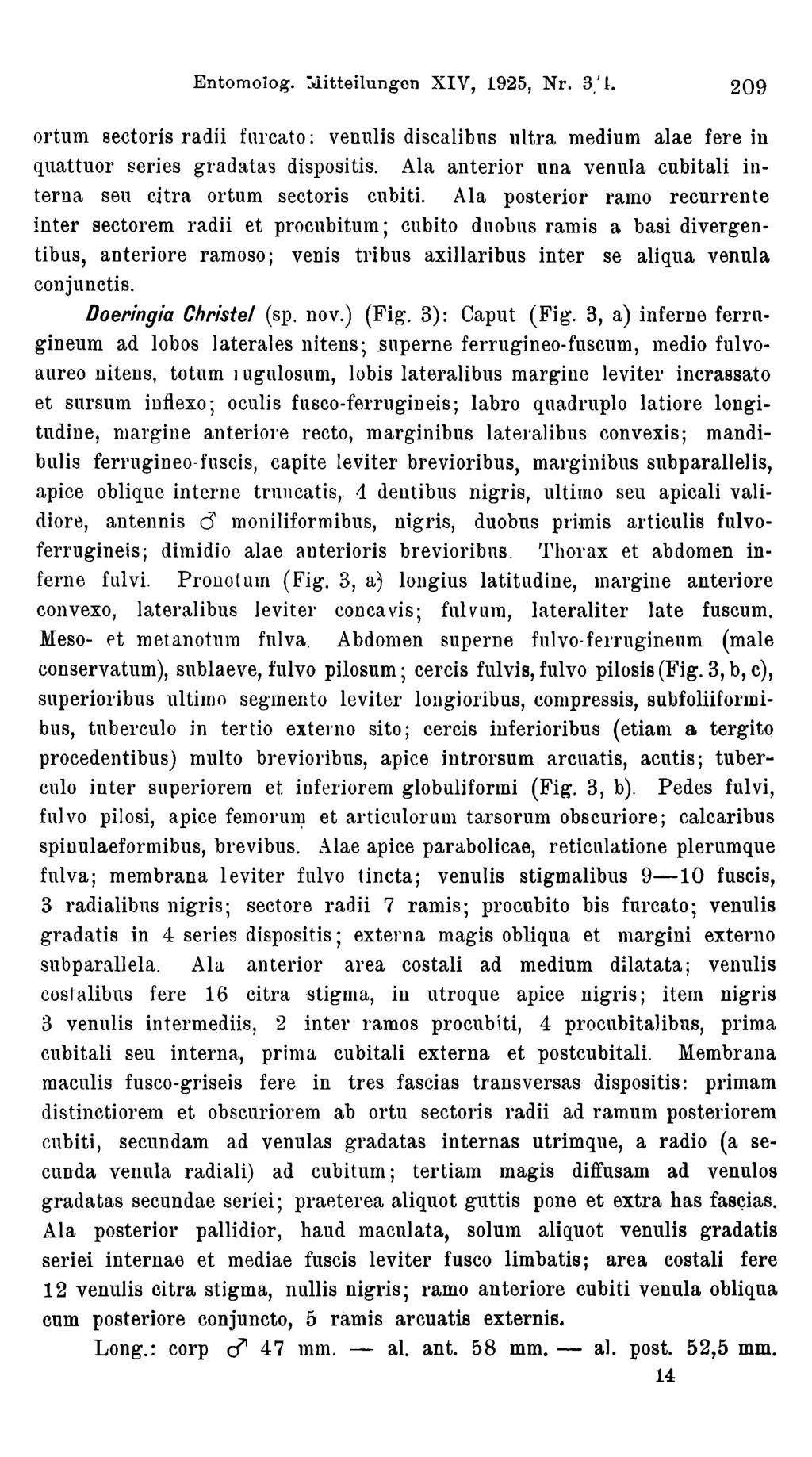 Entomolog. láitteilungon XIV, 1925, Nr. 3/1. 209 ortum sectorís radii farcato: venulis discalibns ultra médium alae fere in quattuor series gradatas dispositis.