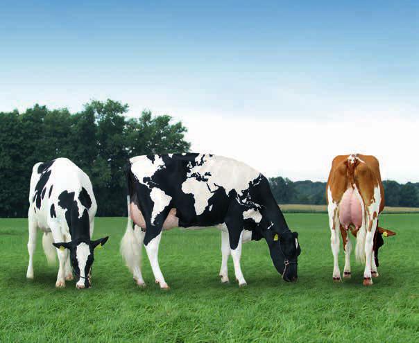 Alle Tiere sind: HV1-frei im Sinne der HV1-Verordnung, VD-unverdächtig Angebot: 56 Rinder, 3