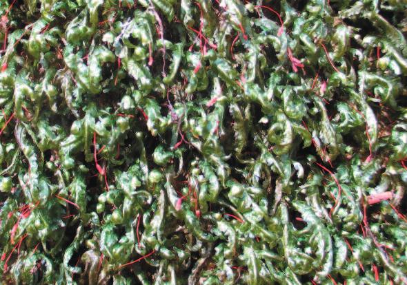 168 Berichte der Bayerischen Botanischen Gesellschaft 87, 2017 Abb. 6: Die glänzenden Überzüge von Homalia trichomanoides sind auf Laubbäumen in der Maisinger Schlucht verbreitet.