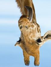 Deshalb muss die Baby-Giraffe einen Sturz aus gut zwei Metern Höhe überstehen. Zum Glück sind die Babys schon bei der Geburt fast 1,80 Meter groß.