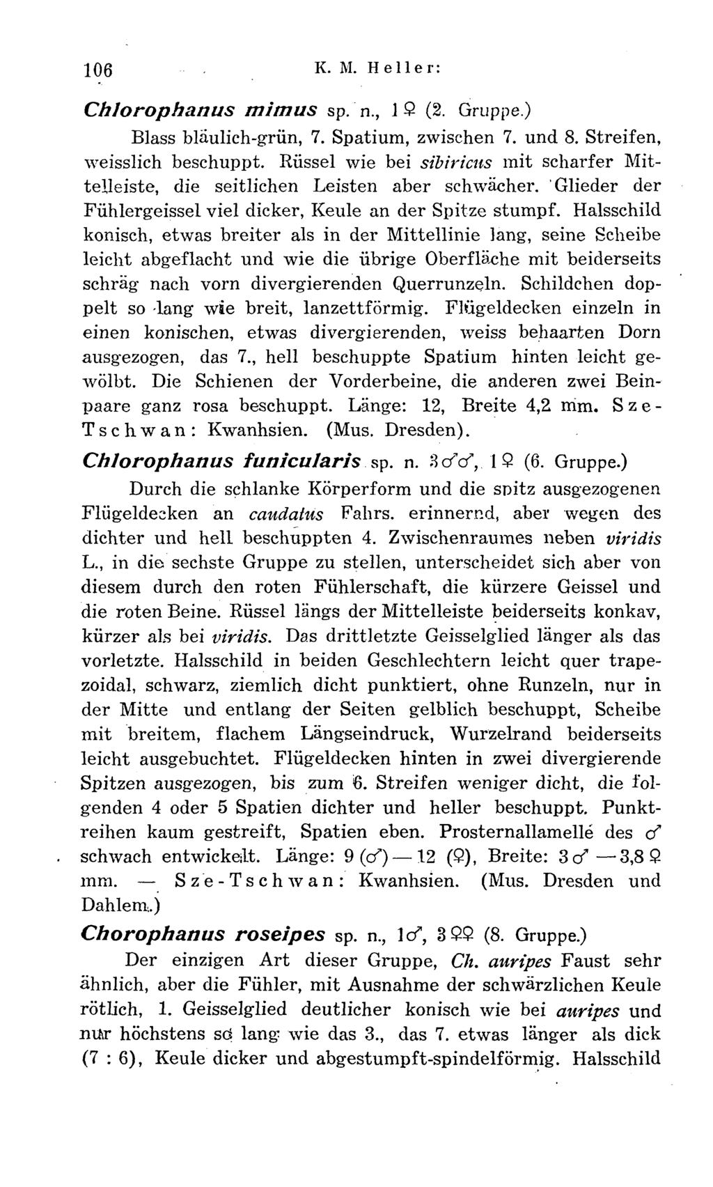 106 K. M. Heller: Chlorophanus mitnus sp. n., 12 (2. Gruppe.) Blass blaulich-grün, 7. Spatium, zwischen 7. und 8. Streifen, weisslich beschuppt.
