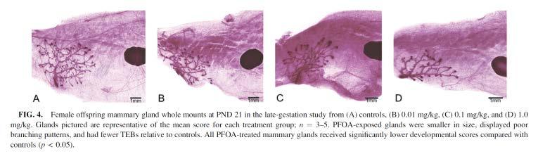 Entwicklungstoxizität II Tierversuch PFOA Brustdrüsenentwicklung mice were administered 0, 0.3, 1.0, and 3.0 mg PFOA/kg body weight (BW)/day from gestation days (GD) 1 17.