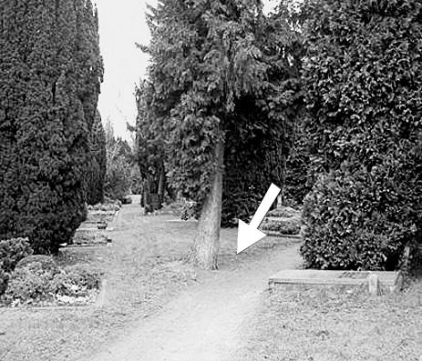 Abb. 7: Nistplatz von Dryudella stigma unter einer einzeln stehenden Eibe auf dem Gertrudenfriedhof (rechts: von Dryudella stigma am Nistplatz, Foto: N. Schneider).