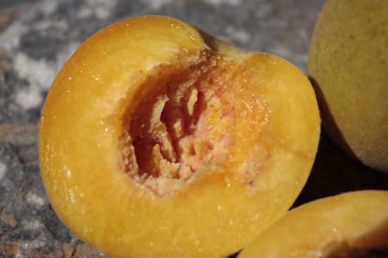 Charakteristisch für die Früchte sind neben der gelben Farbe die auffallend runde Form mit einer nur schwach ausgeprägten Bauchfurche.